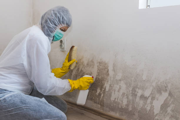 Best Emergency Mold Remediation  in Alexandria, LA