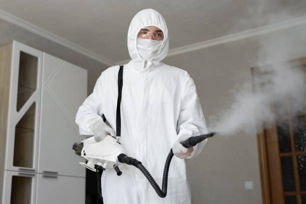 Best Black Mold Removal  in Alexandria, LA